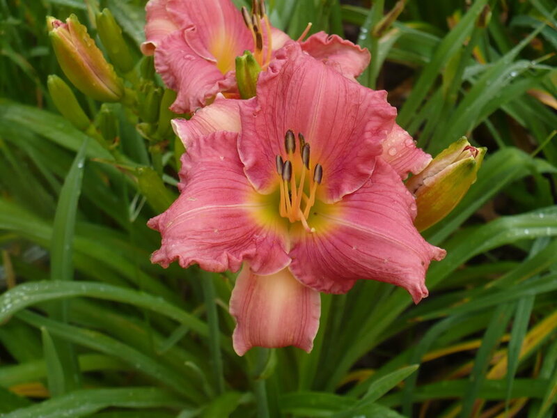 Pink Daylily Flower — Natural