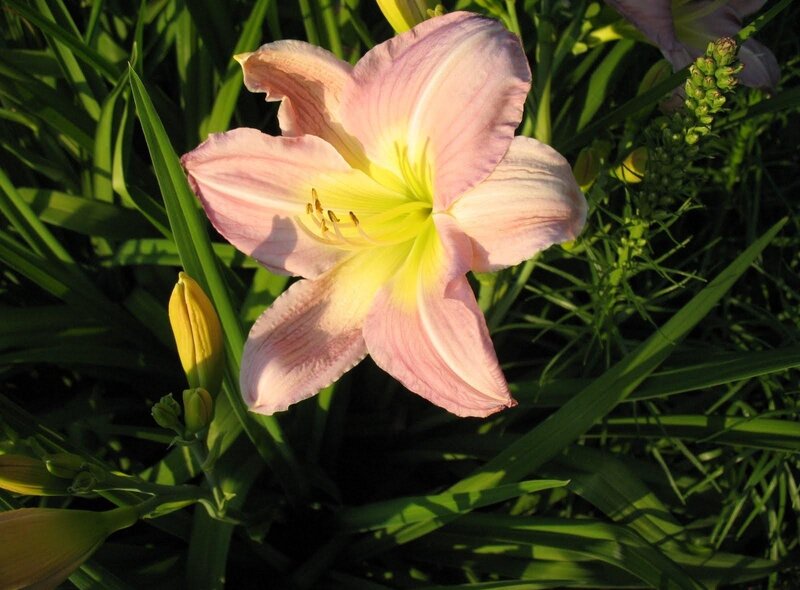 Pink Daylily Flower — Serene, Sunset