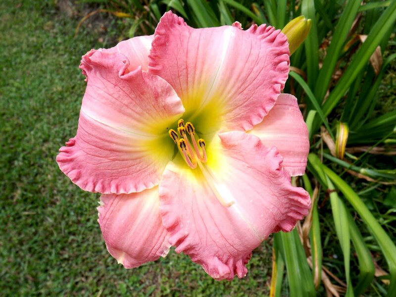 Pink Daylily Flower — Serene