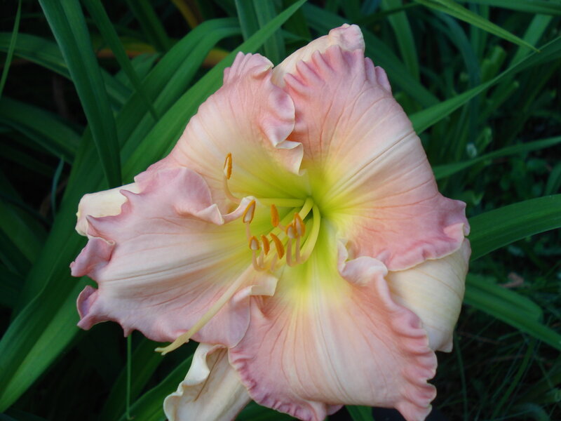 pink daylily flower