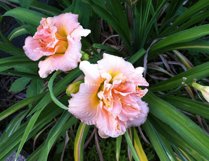 Pink Daylily Flowers — Calm