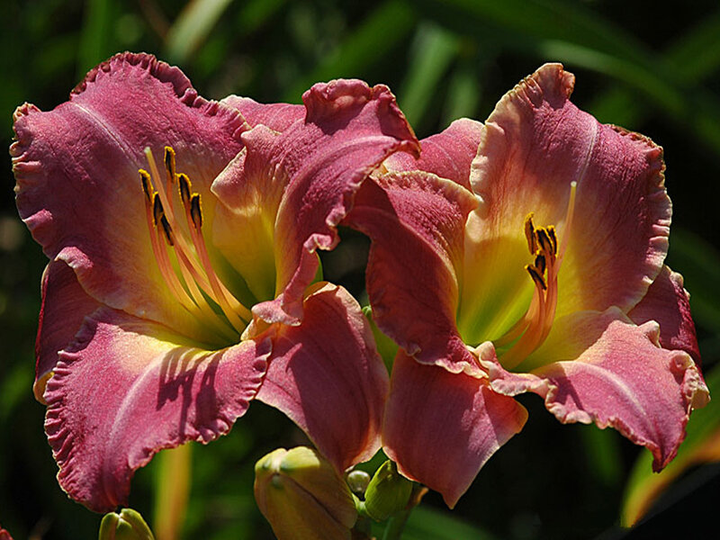 Pink Daylily Flowers — Natural, Afternoon