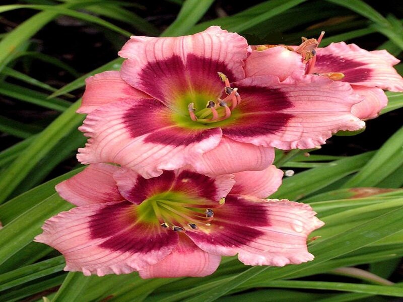 Pink Daylily Flowers — Natural