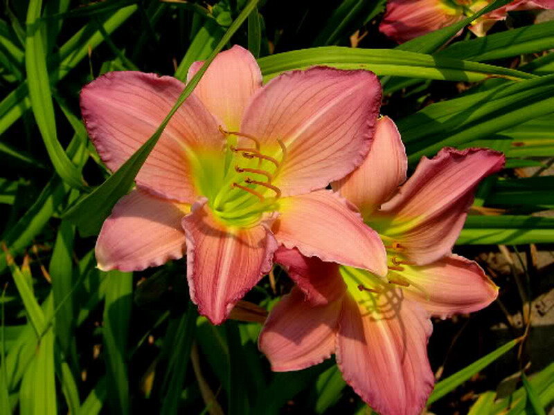 Pink Daylily Flowers