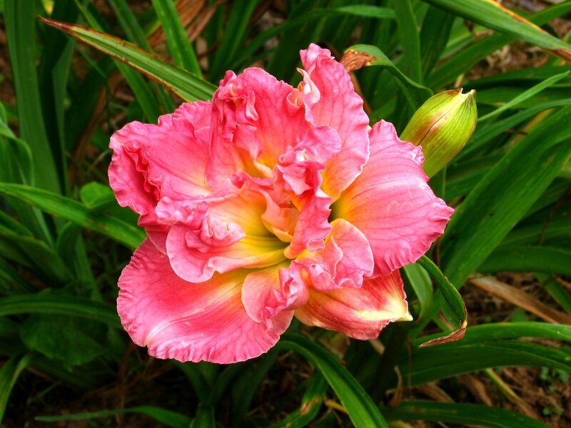 Pink daylily in bloom