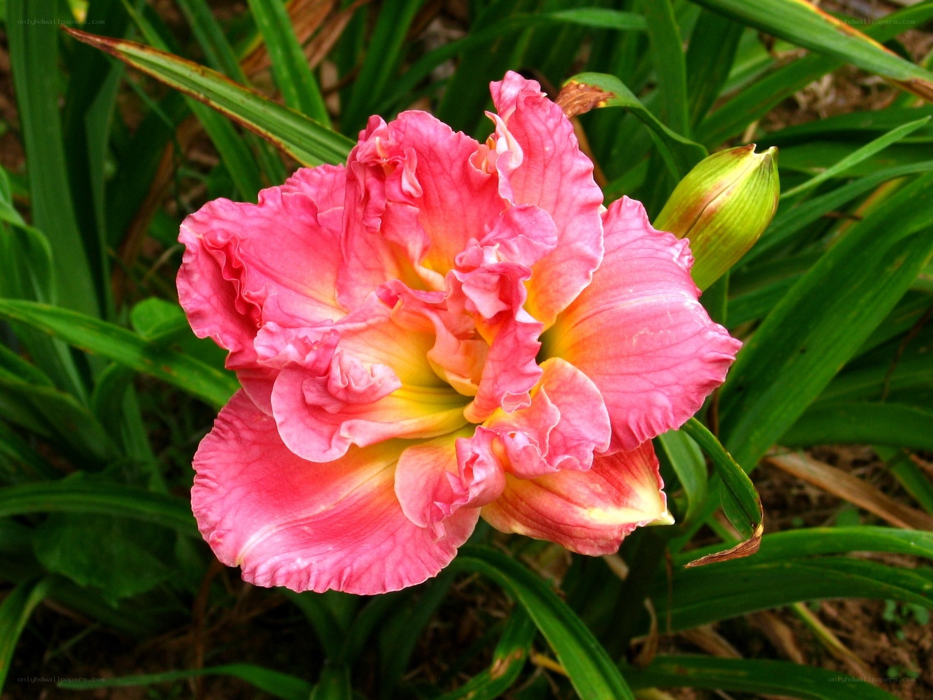Pink daylily in bloom