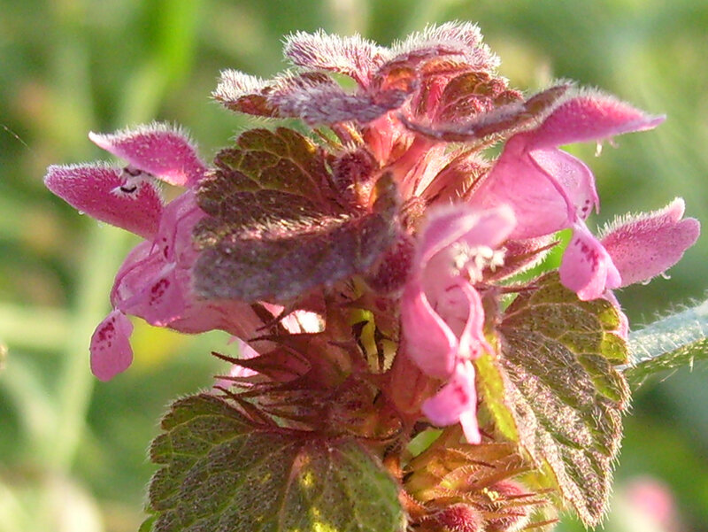 pink dead nettle flower