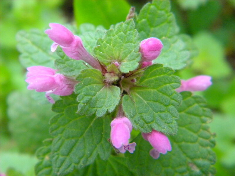 Pink Dead-nettle Flowers
