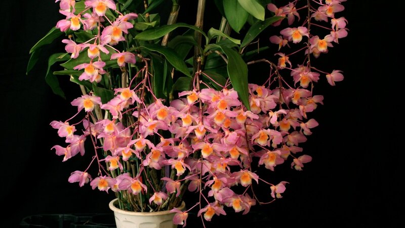 Pink Dendrobium Orchid