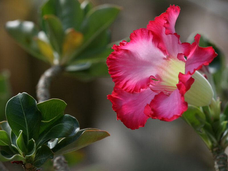 Pink Desert Rose Flower — Calm, Afternoon