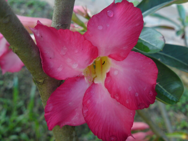 Pink Desert Rose Flower — Calm, Photograph