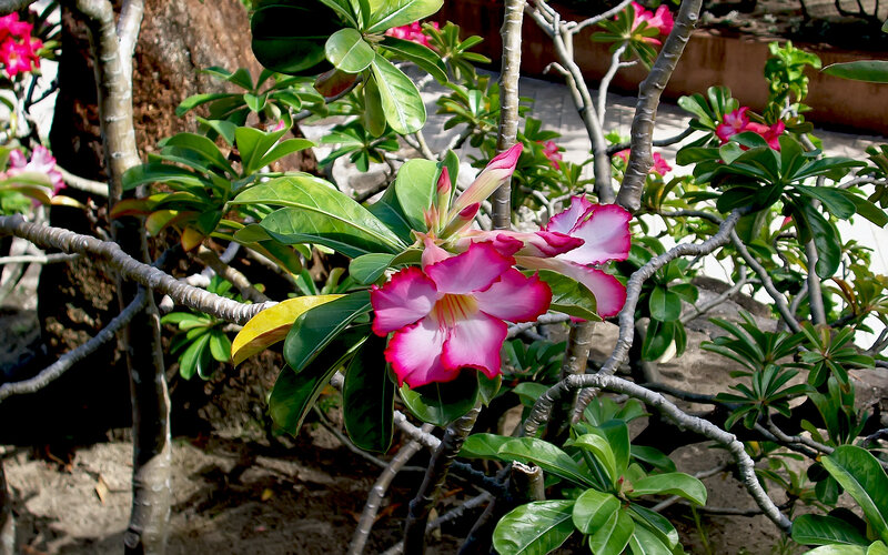 Pink Desert Rose Flower — Calm