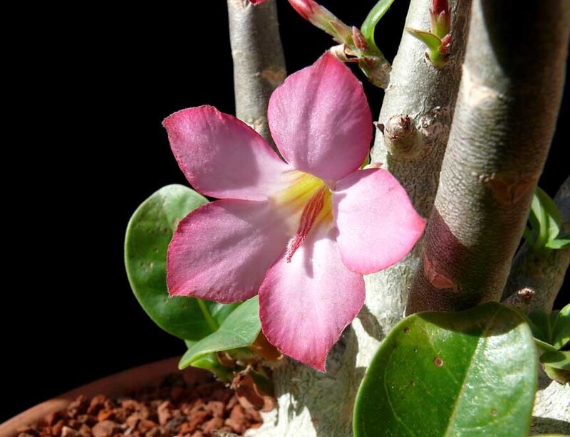 Pink Desert Rose Flower — Dramatic, Afternoon