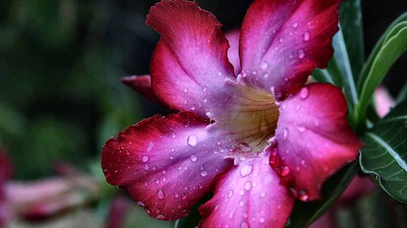 Pink Desert Rose Flower — Dramatic, Photograph