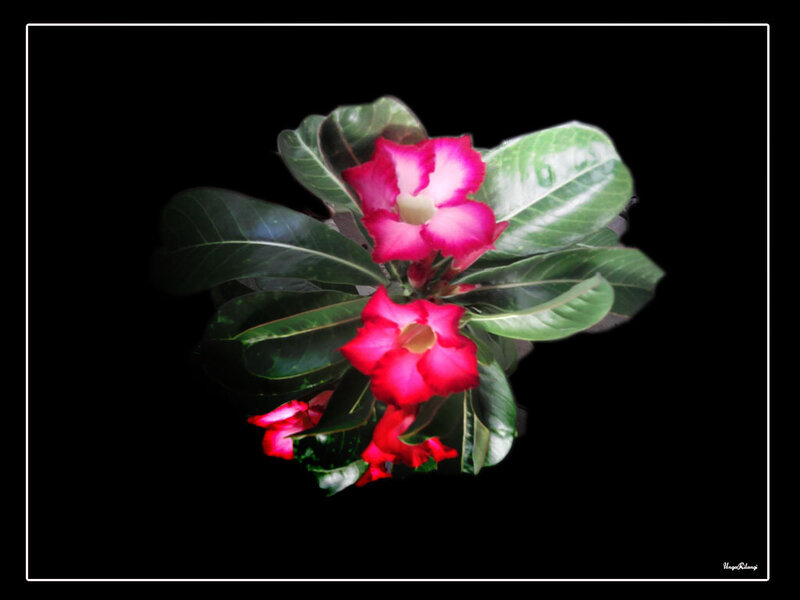 Pink Desert Rose Flower — Dramatic