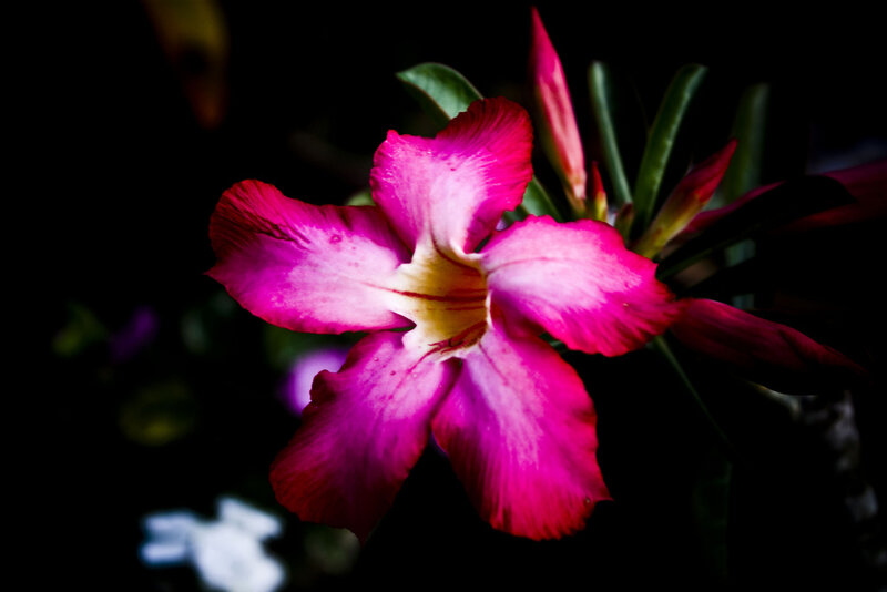 Pink Desert Rose Flower — Magenta
