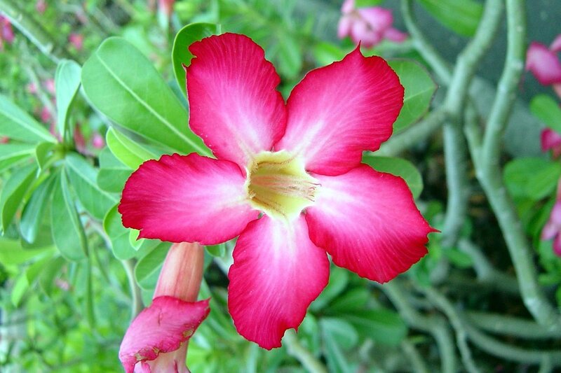 Pink Desert Rose Flower — Red