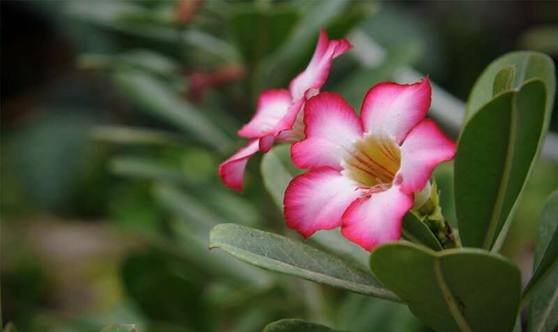 Pink Desert Rose Flower — Serene, Photograph