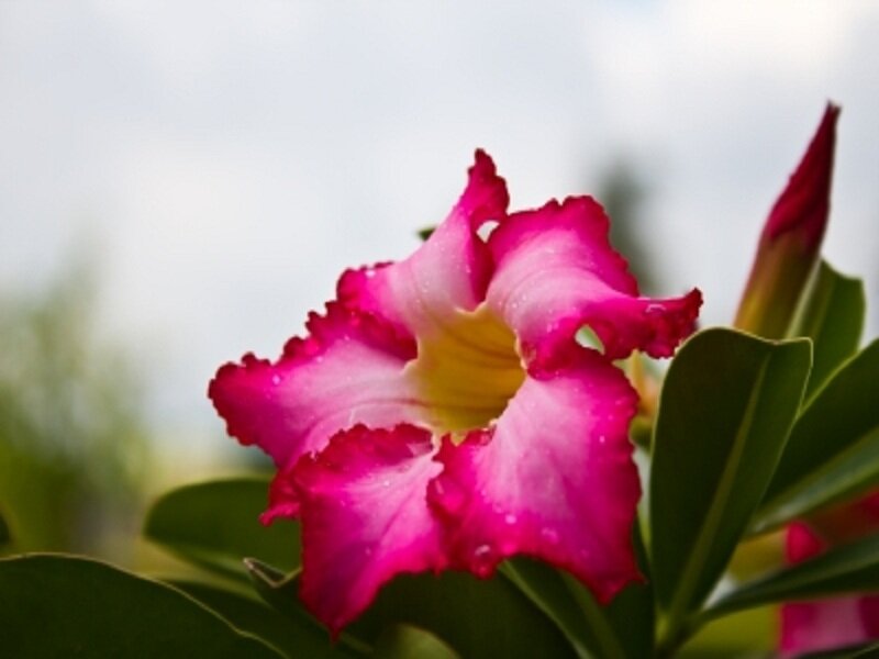 Pink Desert Rose Flower — Serene