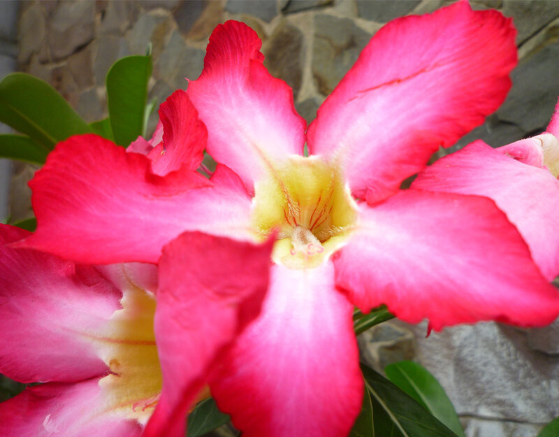Pink Desert Rose Flower — Vibrant, Photograph