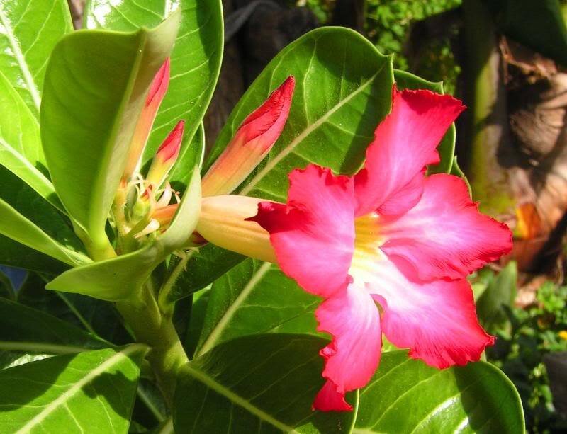 Pink Desert Rose Flower — Vibrant