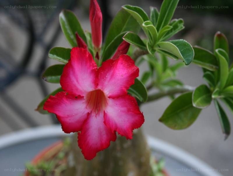 pink desert rose flower