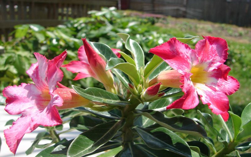 Pink Desert Rose Flowers — Calm, Afternoon, Photograph