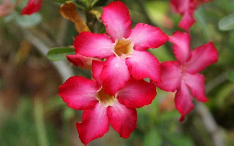 Pink Desert Rose Flowers — Calm, Afternoon