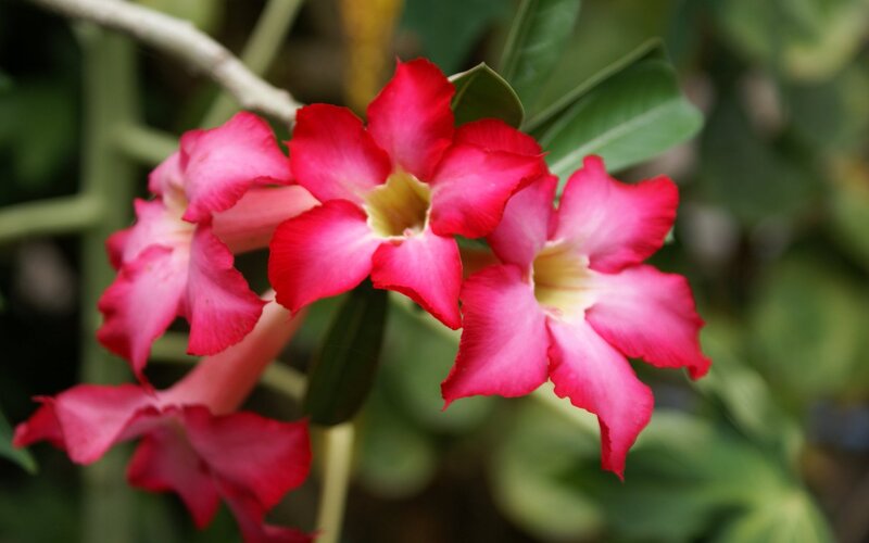 Pink Desert Rose Flowers — Calm, Photograph, Leaves