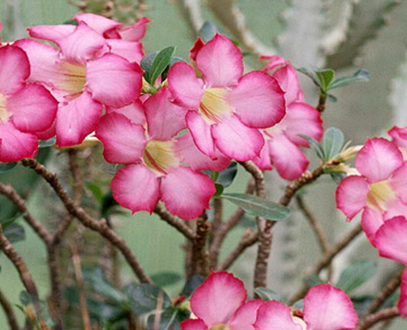 Pink Desert Rose Flowers — Calm, Photograph