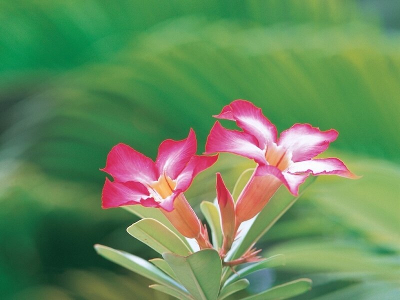 Pink Desert Rose Flowers — Calm
