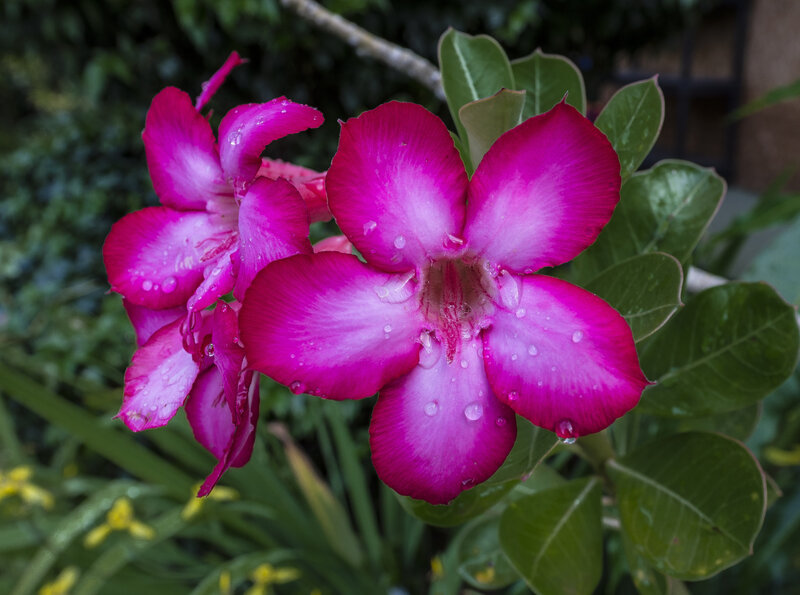 Pink Desert Rose Flowers — Magenta