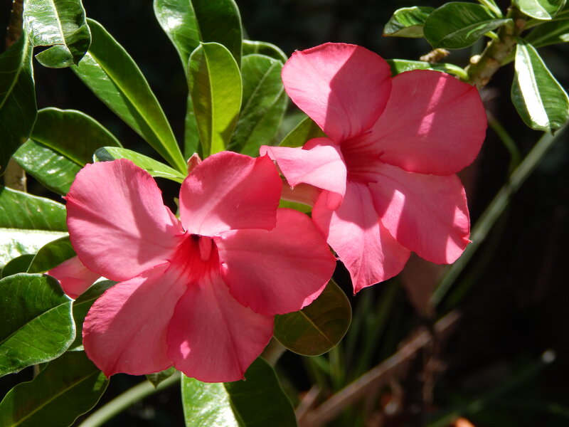 Pink Desert Rose Flowers — Serene, Afternoon, Photograph