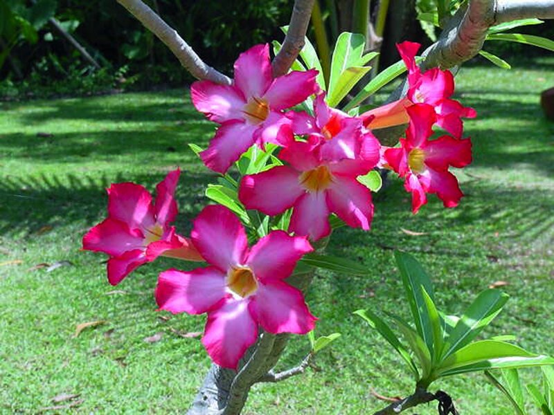 Pink Desert Rose Flowers — Serene, Afternoon