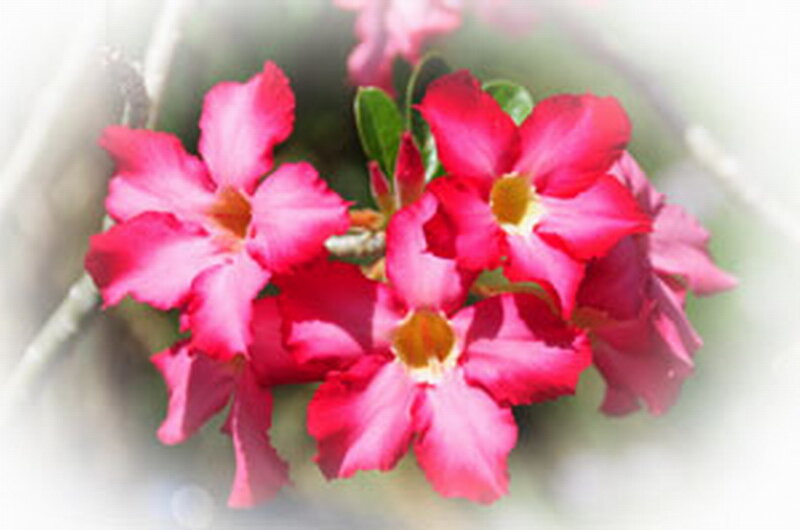 Pink Desert Rose Flowers — Serene