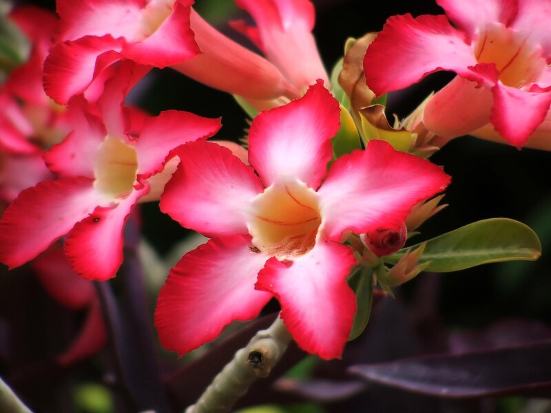 Pink Desert Rose Flowers
