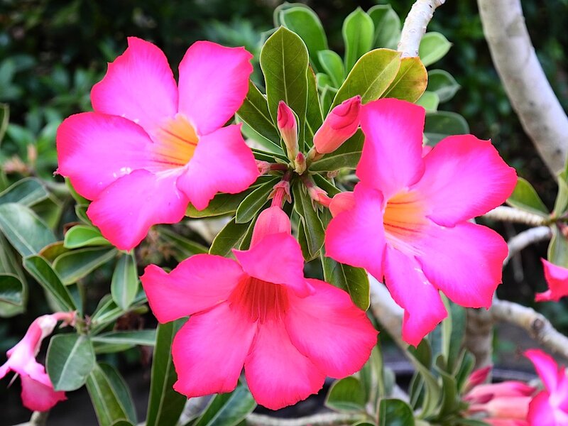 Pink Desert Rose Flowers — Vibrant, Afternoon