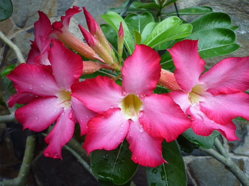 Pink Desert Rose Flowers — Vibrant