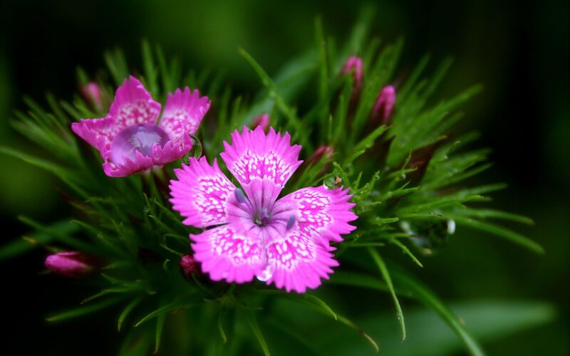 Pink Dianthus Flower — Calm