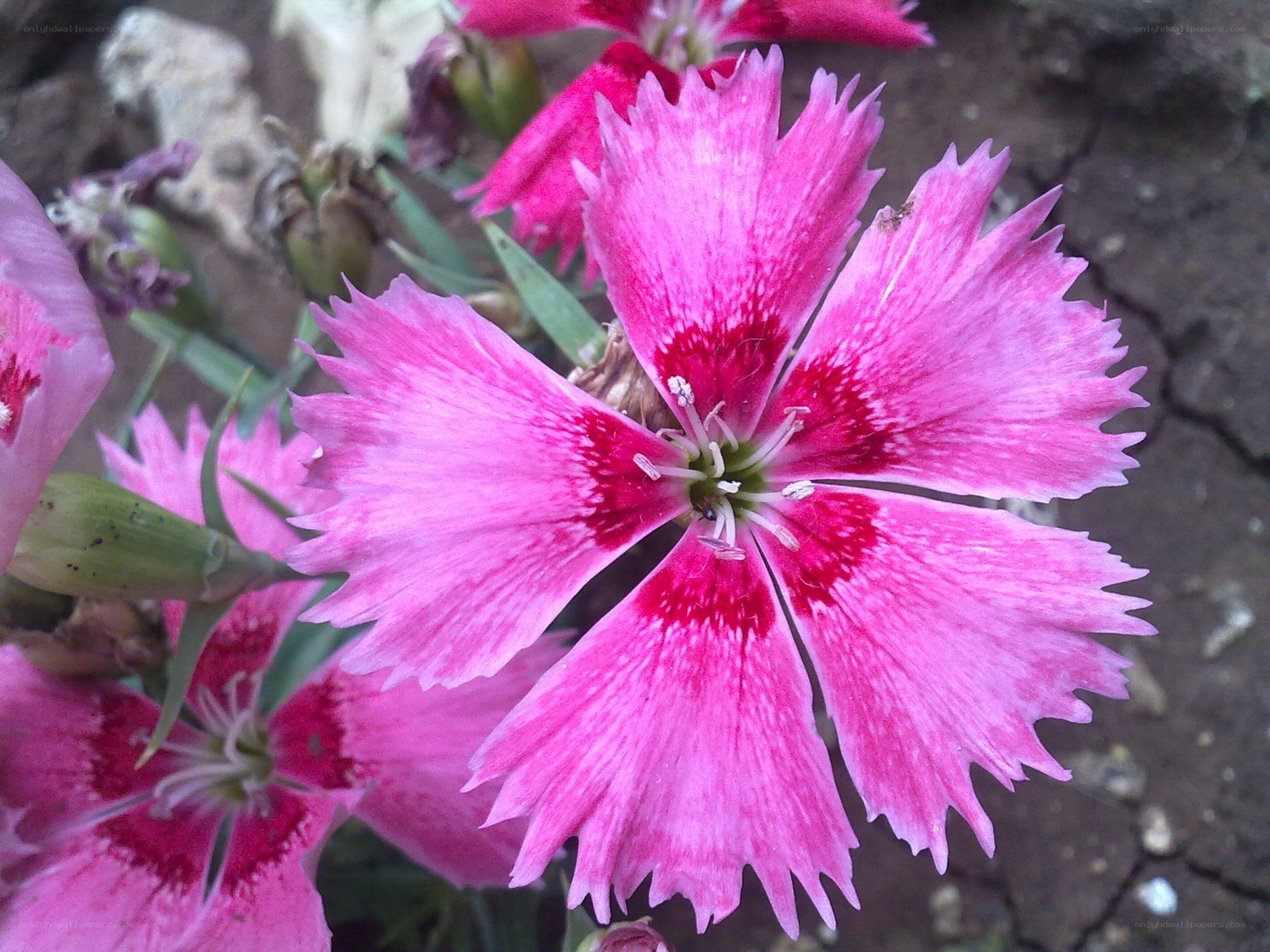 Pink dianthus flower close-up