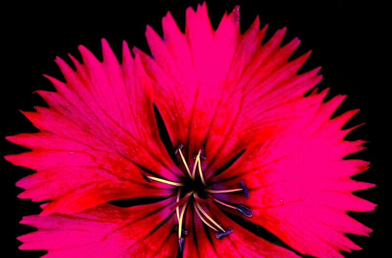 Pink Dianthus Flower — Magenta, Dramatic