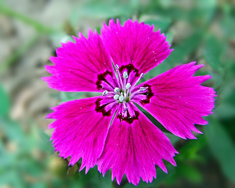 Pink Dianthus Flower — Magenta
