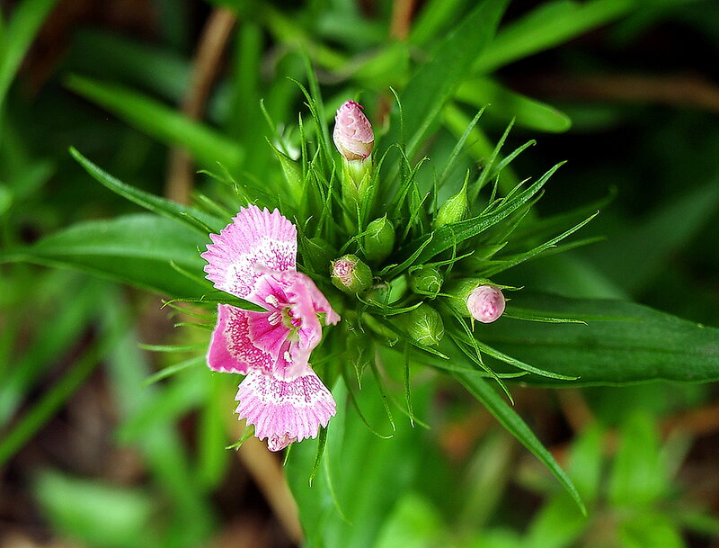 Pink Dianthus Flower — Natural