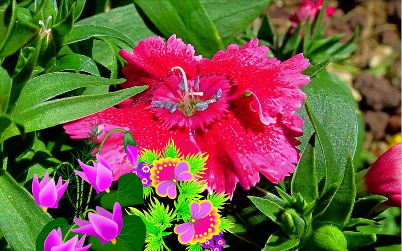 Pink Dianthus Flower — Red