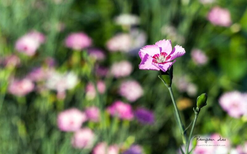 Pink Dianthus Flower — Serene, Afternoon