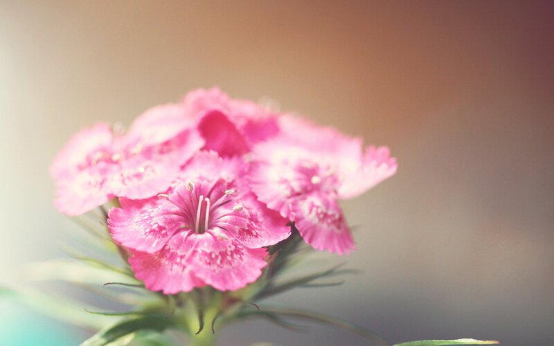 Pink Dianthus Flower — Serene, Photograph