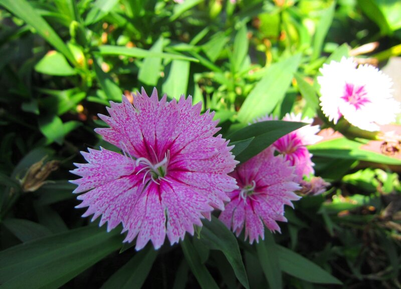 Pink Dianthus Flower — Serene