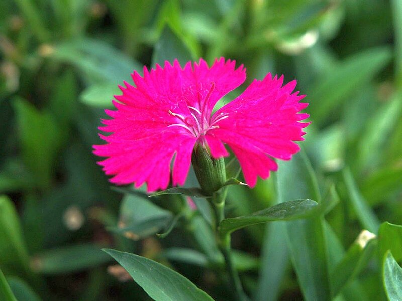 Pink Dianthus Flower