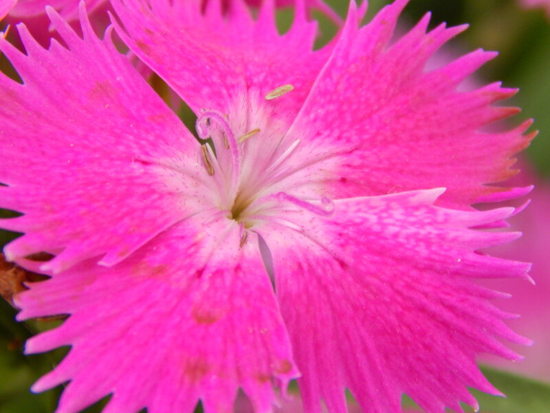 Pink Dianthus Flower — Vibrant