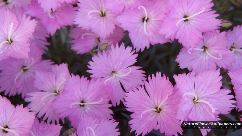 Pink Dianthus Flowers